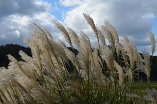 2025年度 通年募集の自然体験 ピースレンジャー(ネイチャー・グランツ・アドベ・アグリ)